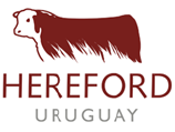 HEREFORD URUGUAY